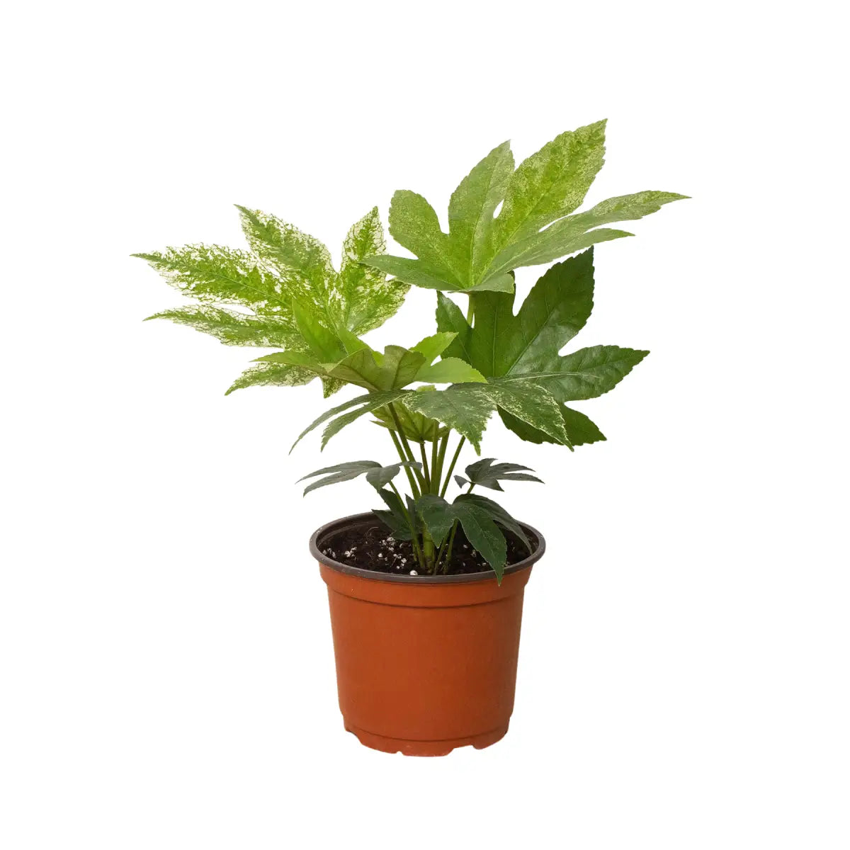 Fatsia ’Spider’s Web’ Plant - 6’’ Pot - House Plant Shop