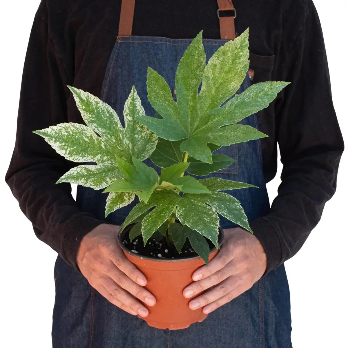Fatsia ’Spider’s Web’ Plant - 6’’ Pot - House Plant Shop