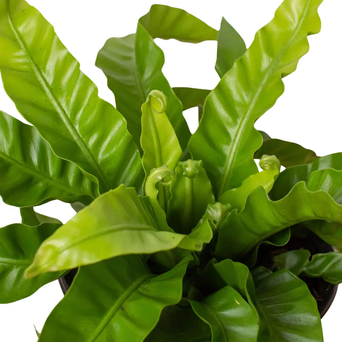 Fern Plant - ’Bird’s Nest Hurricane’ - 2’’ Pot / Nursery Pot - House Plant Shop