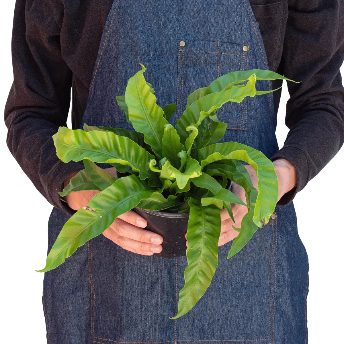 Fern Plant - ’Bird’s Nest Hurricane’ - House Plant Shop