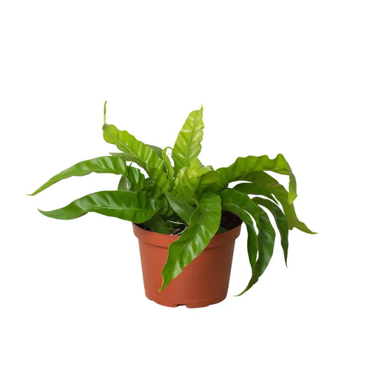 Fern Plant - ’Bird’s Nest Hurricane’ - House Plant Shop