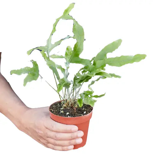Fern Plant - ’Blue Star’ - House Plant Shop