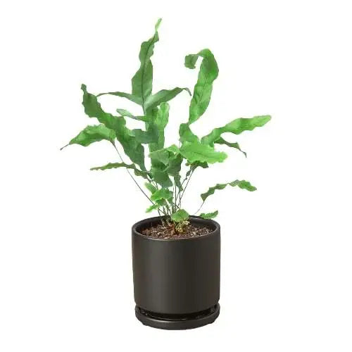 Fern Plant - ’Blue Star’ - House Plant Shop