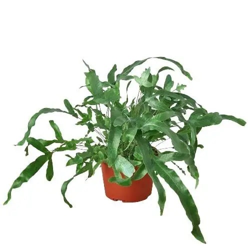 Fern Plant - ’Blue Star’ - House Plant Shop