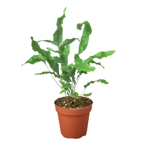 Fern Plant - ’Blue Star’ - House Plant Shop