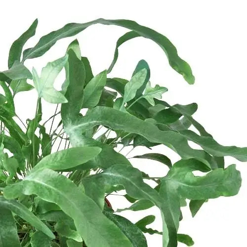 Fern Plant - ’Blue Star’ - 3’’ Pot / Nursery Pot - House Plant Shop