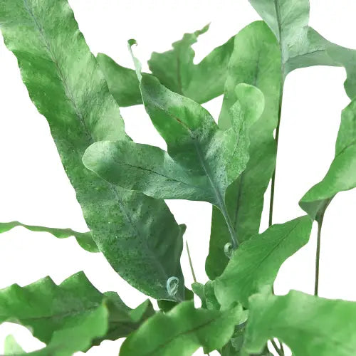 Fern Plant - ’Blue Star’ - House Plant Shop