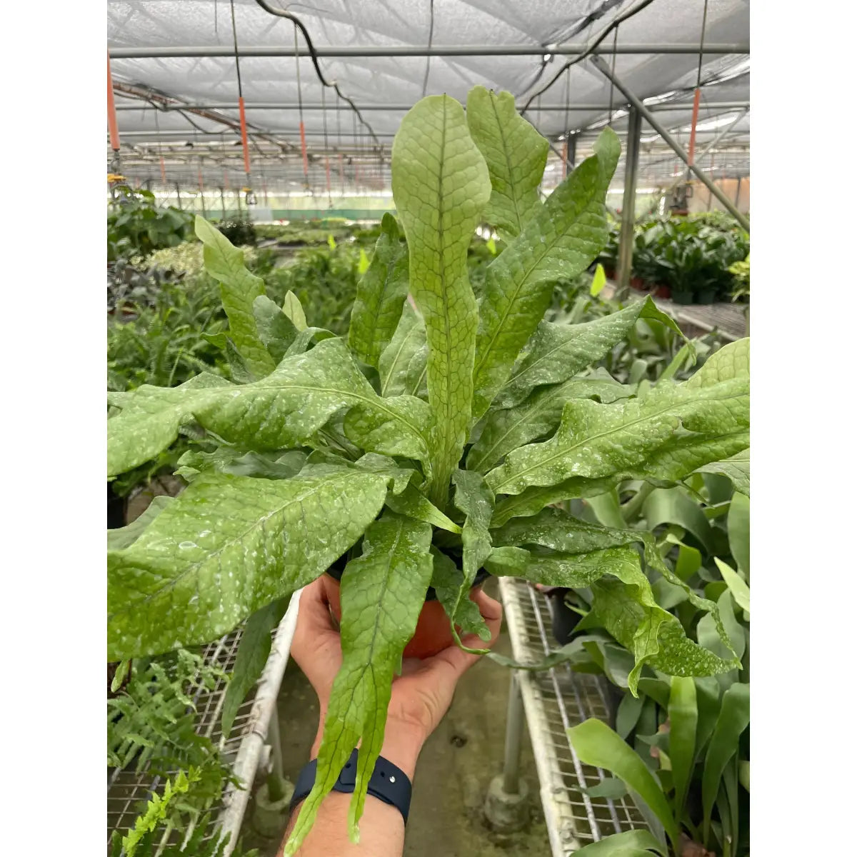 Fern Plant - ’Crocodile’ - House Plant Shop