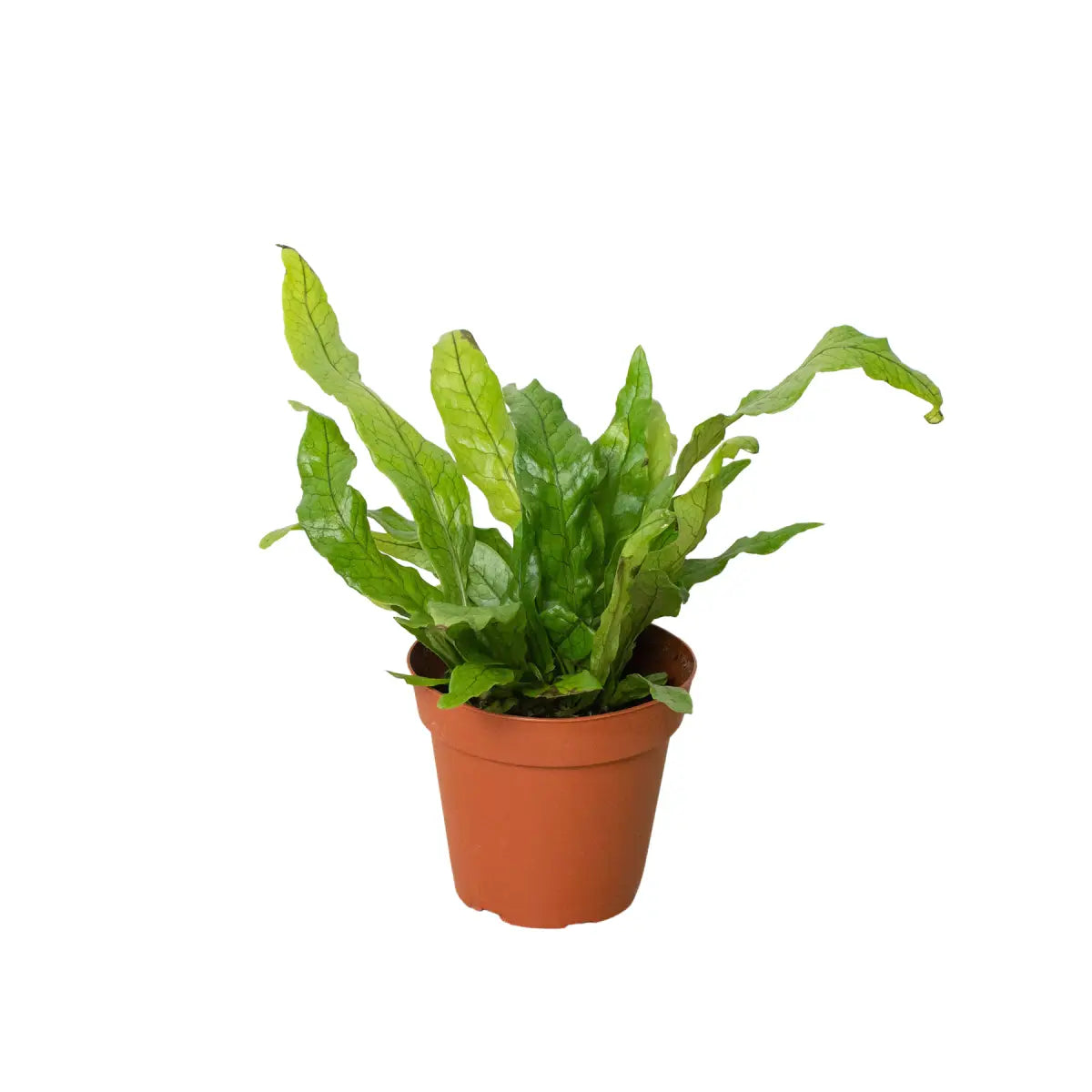 Fern Plant - ’Crocodile’ - House Plant Shop