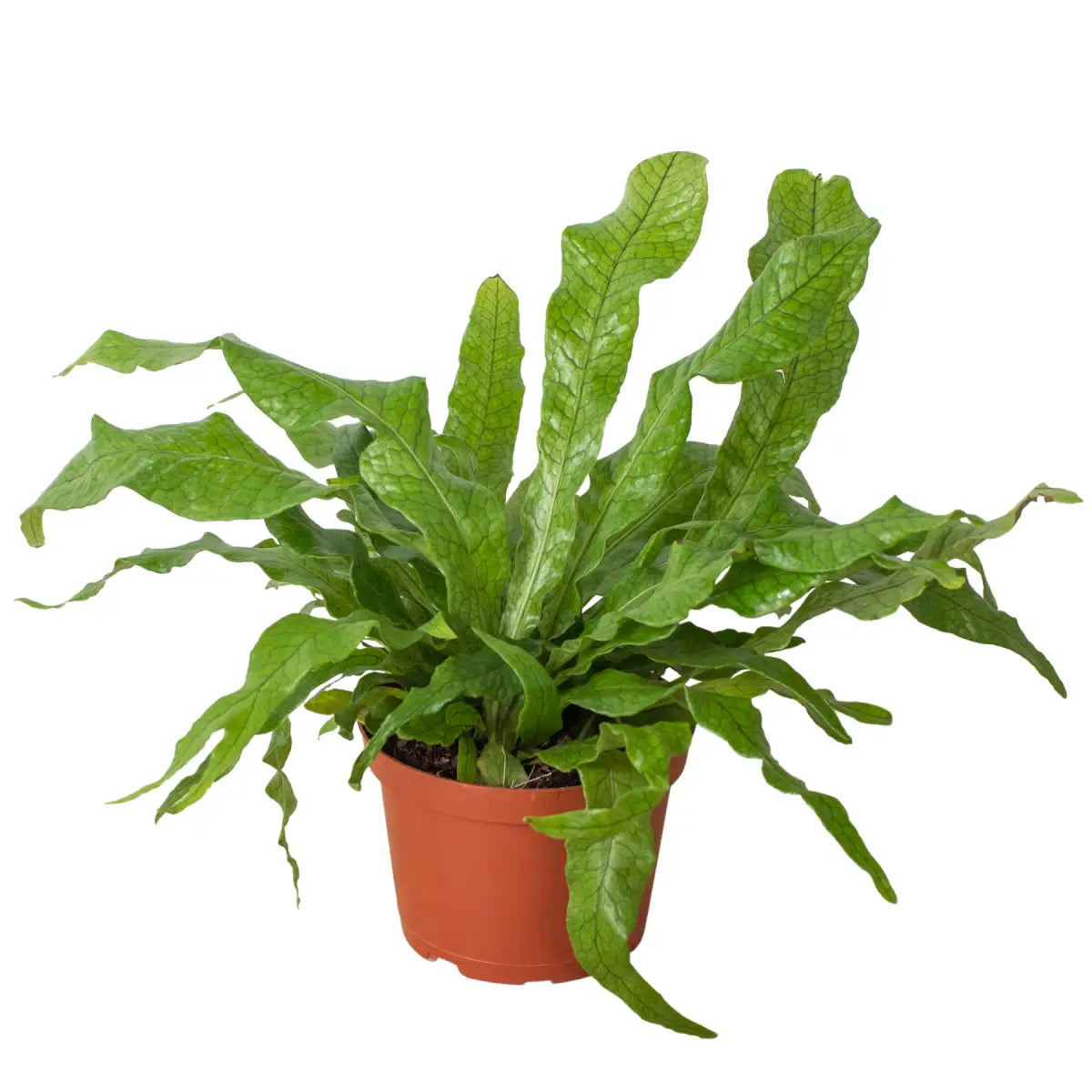 Fern Plant - ’Crocodile’ - House Plant Shop