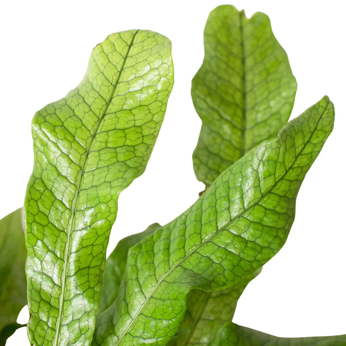Fern Plant - ’Crocodile’ - 4’’ Pot - House Plant Shop