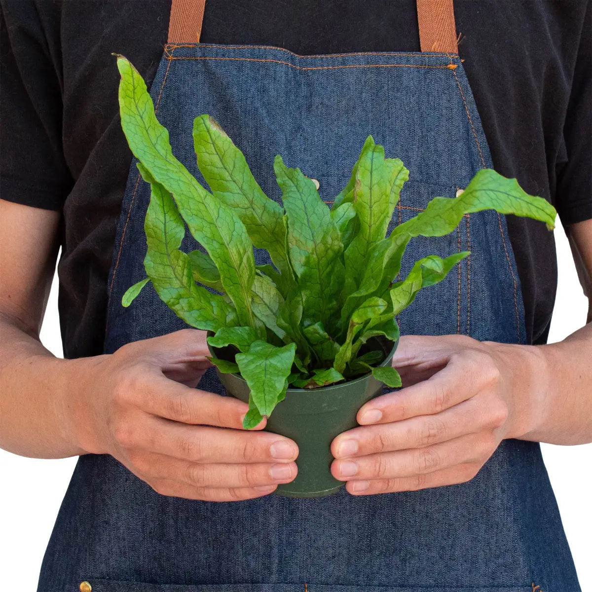 Fern Plant - ’Crocodile’ - House Plant Shop