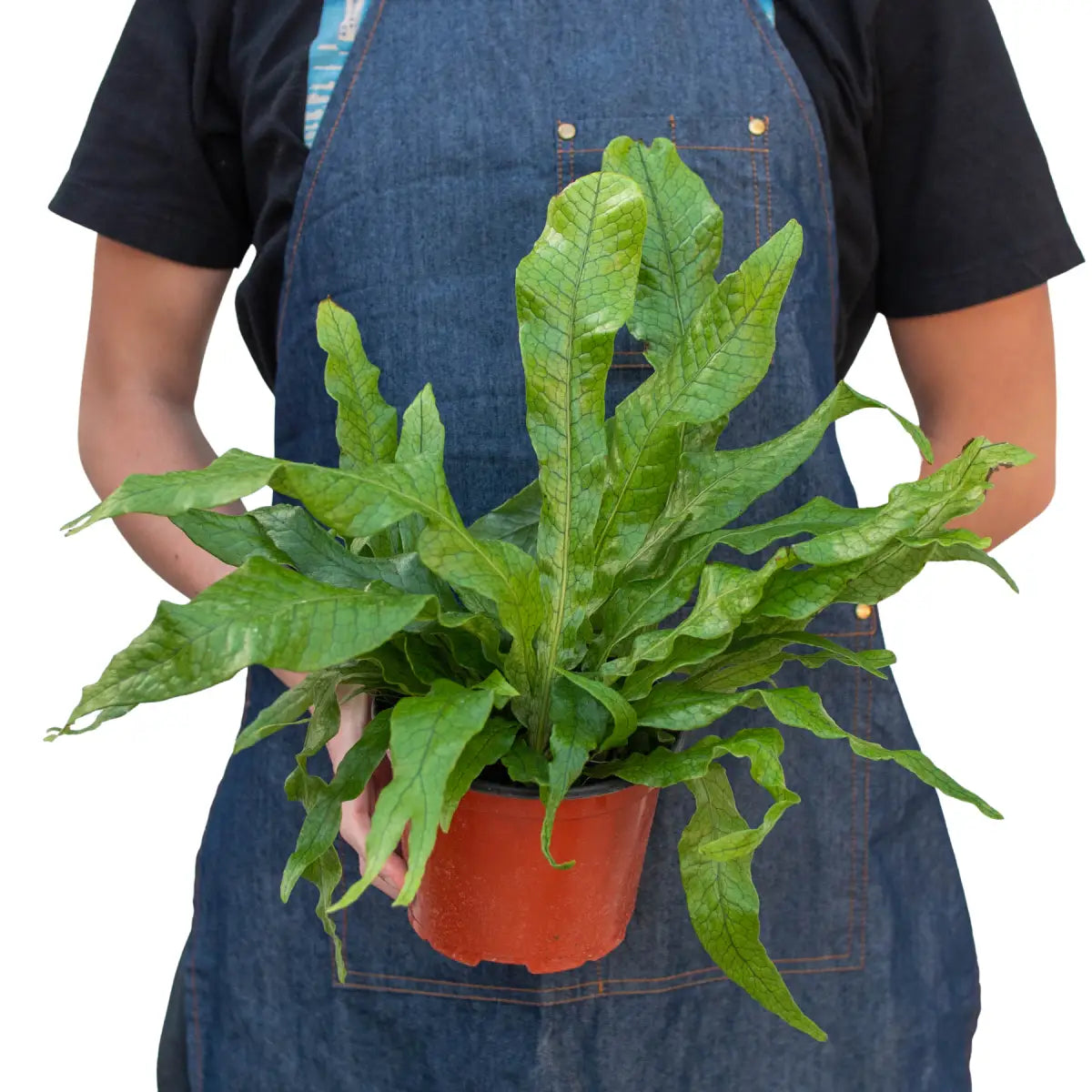 Fern Plant - ’Crocodile’ - House Plant Shop