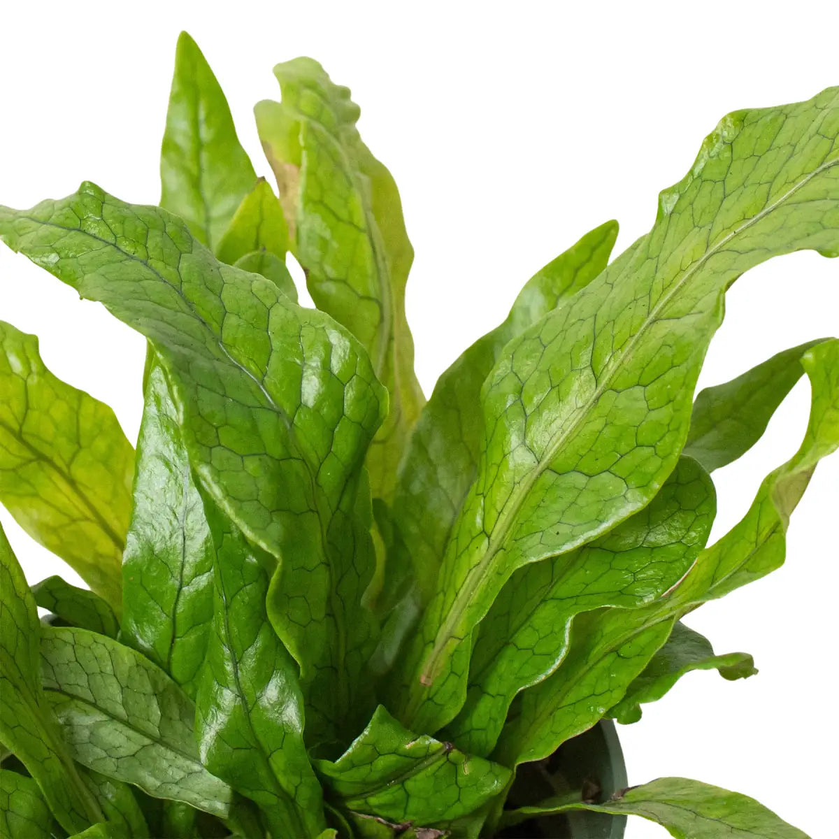 Fern Plant - ’Crocodile’ - House Plant Shop
