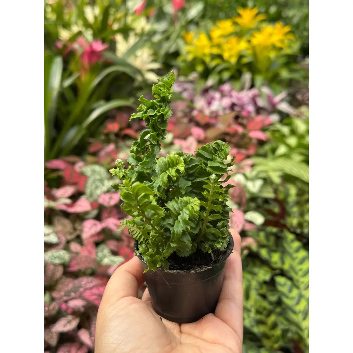 Fern ’Emina’ Plant - Curly Boston Fern - House Plant Shop