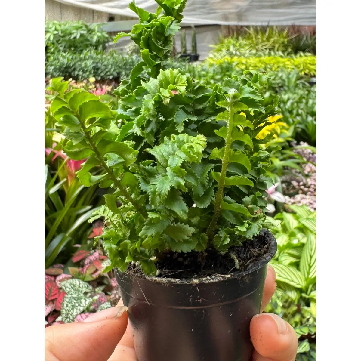 Fern ’Emina’ Plant - Curly Boston Fern - House Plant Shop