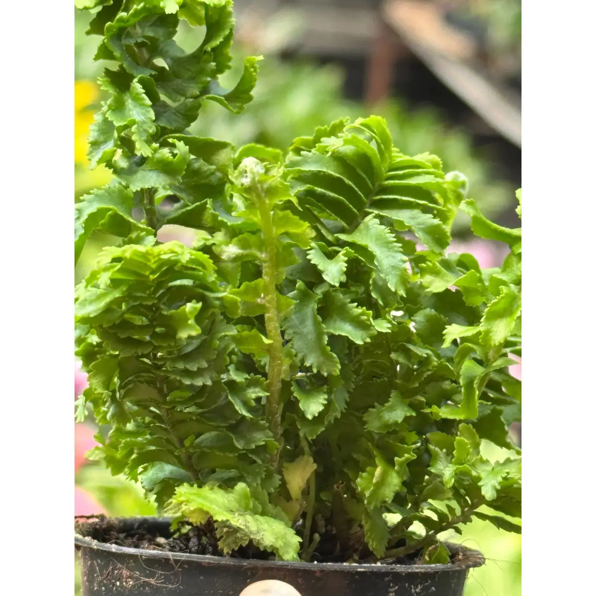 Fern ’Emina’ Plant - Curly Boston Fern - House Plant Shop