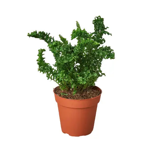 Fern ’Emina’ Plant - Curly Boston Fern - House Plant Shop