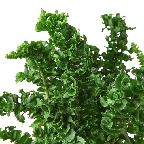 Fern ’Emina’ Plant - Curly Boston Fern - 4’’ Pot - House Plant Shop
