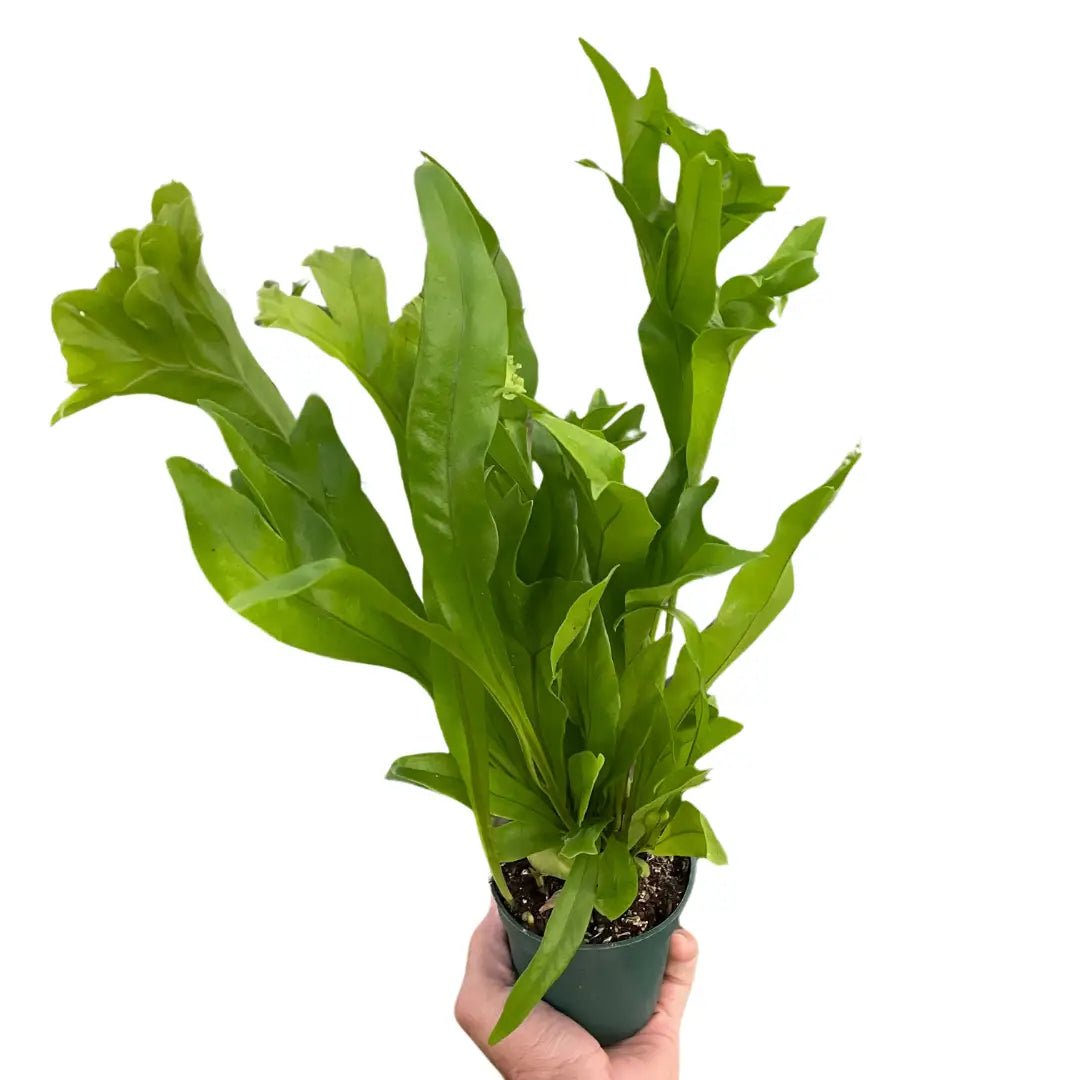 Fern ’Green Flame’ - 4’’ Pot - House Plant Shop
