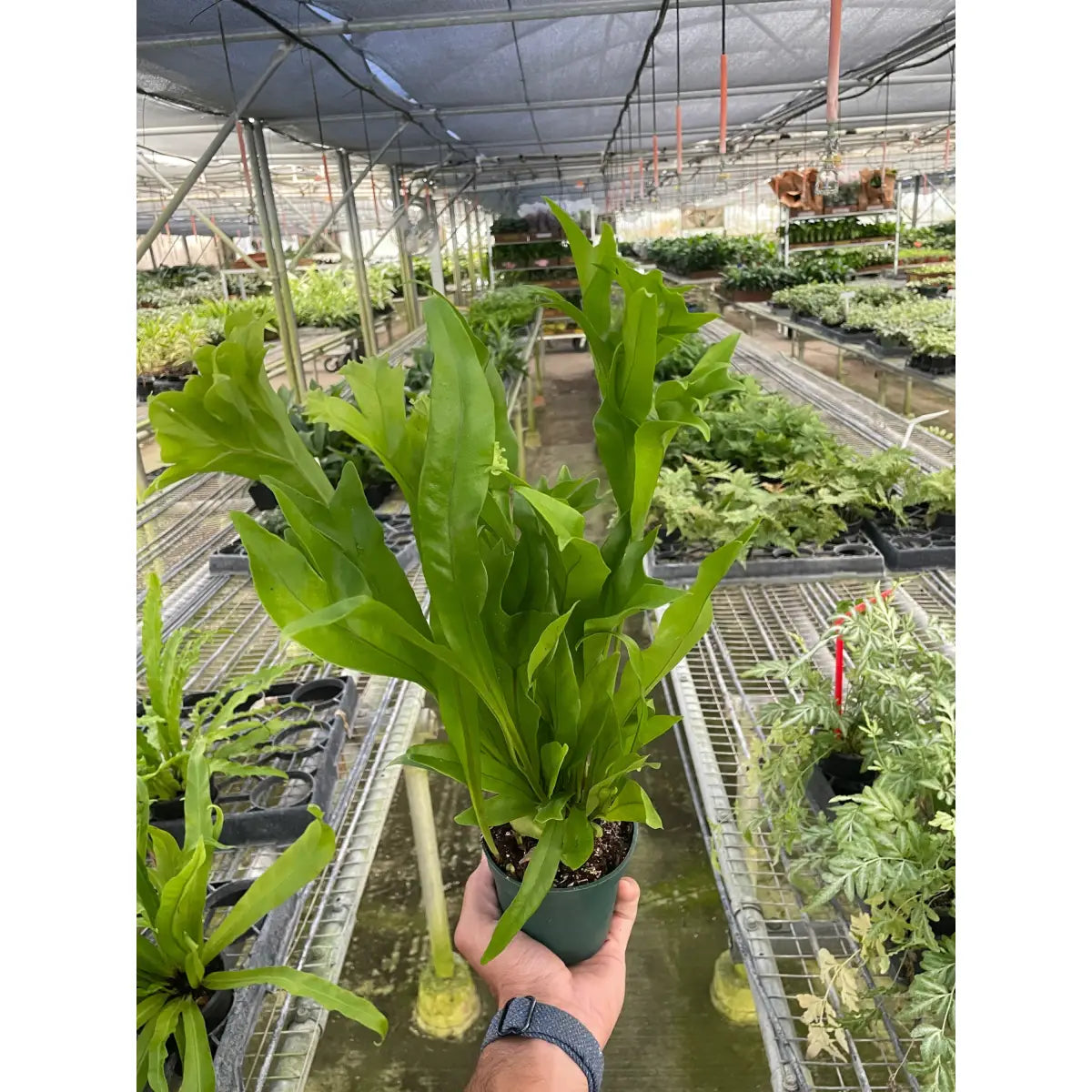 Fern ’Green Flame’ - 4’’ Pot - House Plant Shop