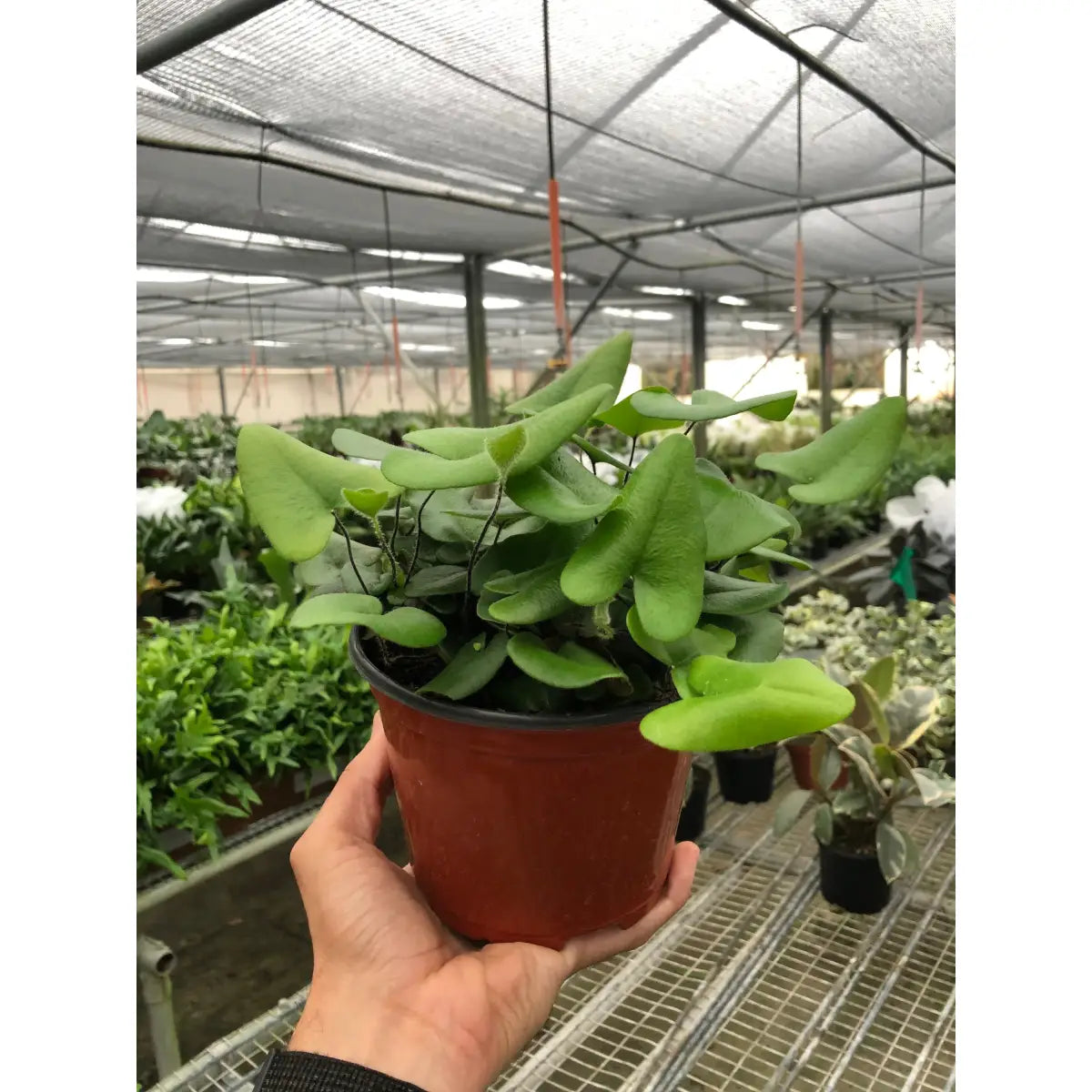 Fern ’Heart’ Plant - House Plant Shop