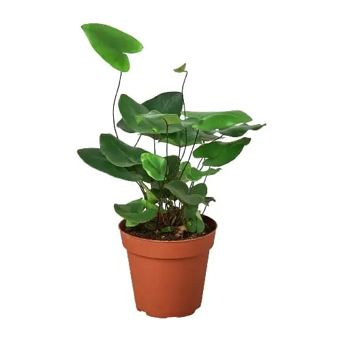 Fern ’Heart’ Plant - 4’’ Pot - House Plant Shop