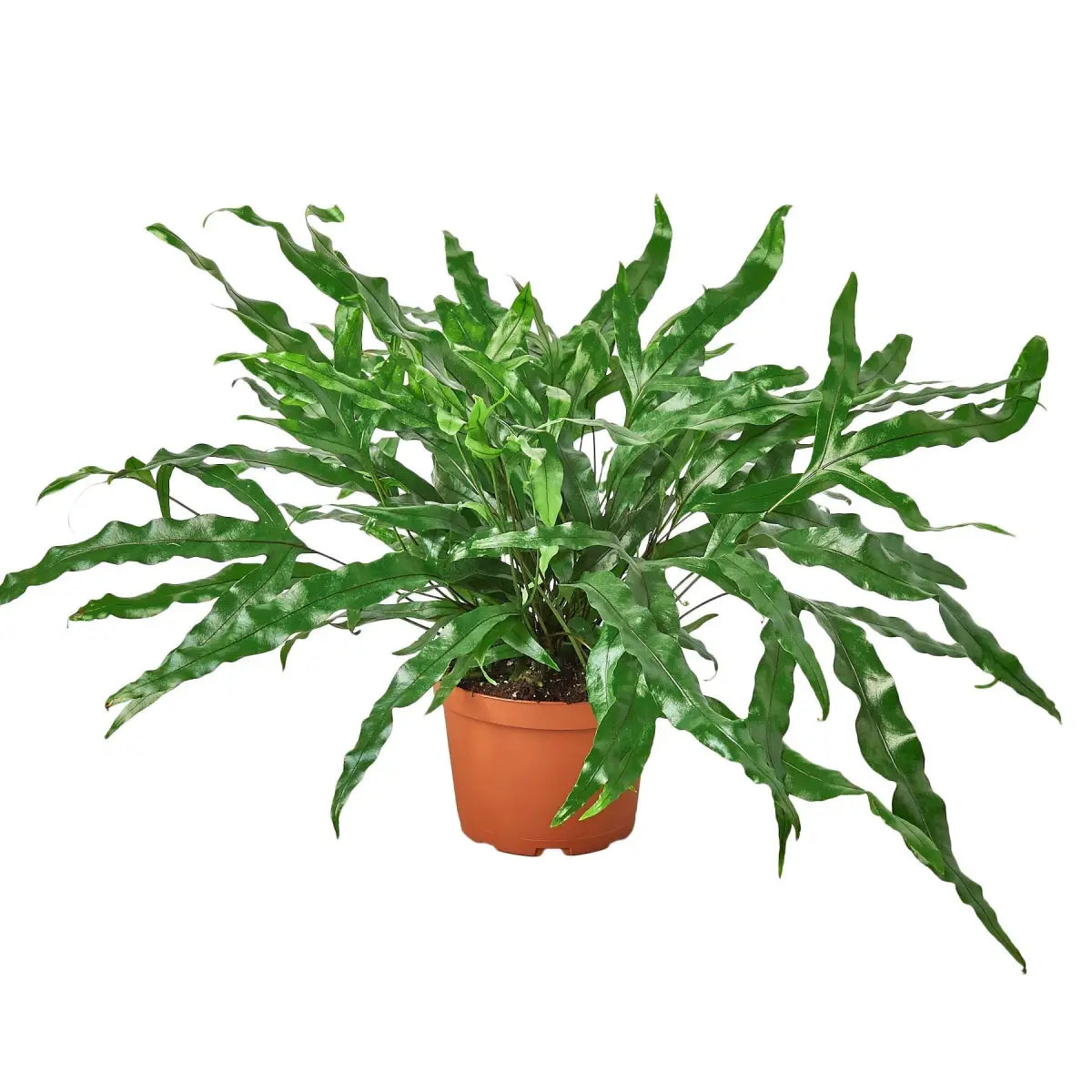 Fern Plant - ’Kangaroo Paw’ - House Plant Shop