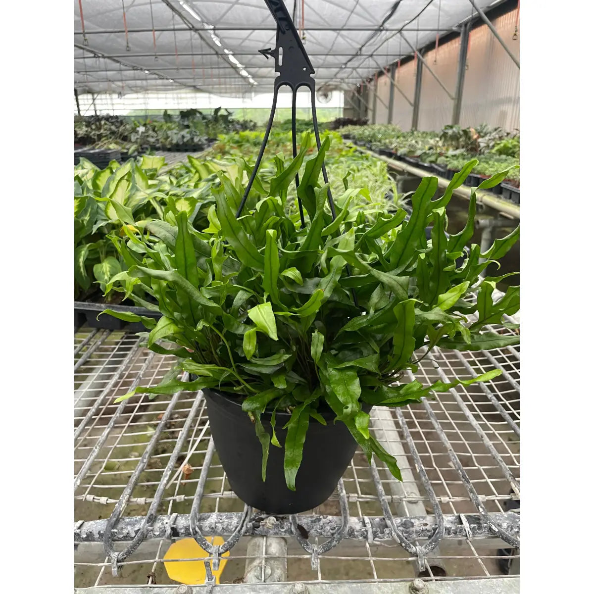 Fern Plant - ’Kangaroo Paw’ - House Plant Shop