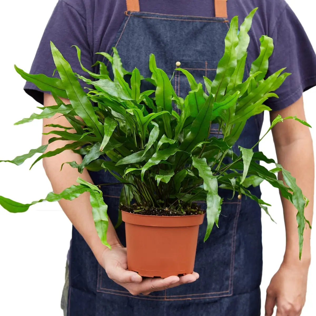 Fern Plant - ’Kangaroo Paw’ - House Plant Shop