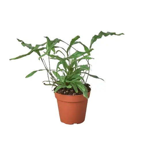 Fern Plant - ’Kangaroo Paw’ - House Plant Shop