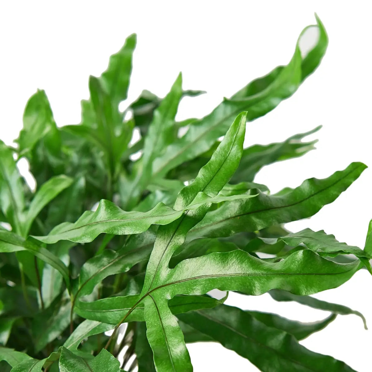 Fern Plant - ’Kangaroo Paw’ - 4’’ Pot - House Plant Shop