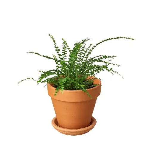 Fern Plant - ’Lemon Button’ - House Plant Shop