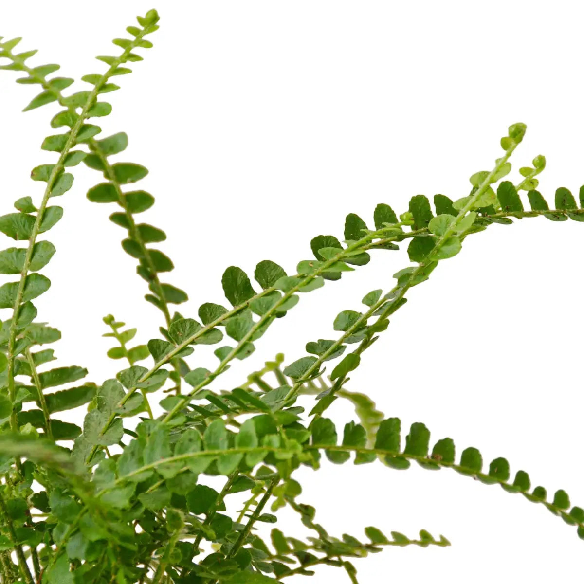 Fern Plant - ’Lemon Button’ - 3’’ Pot / Nursery Pot - House Plant Shop