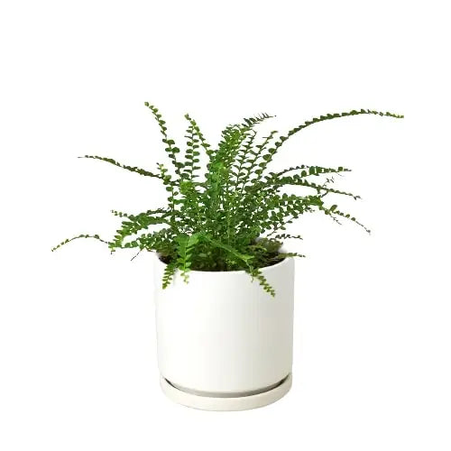 Fern Plant - ’Lemon Button’ - House Plant Shop