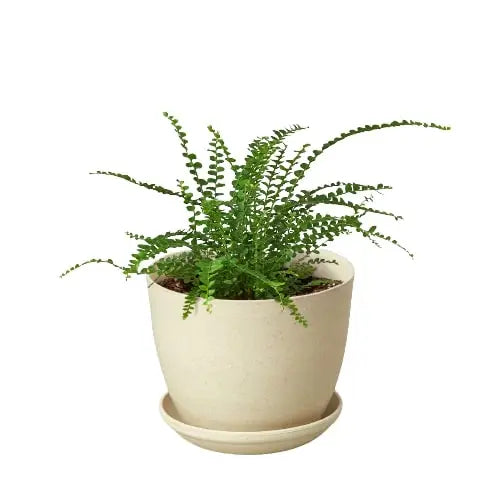 Fern Plant - ’Lemon Button’ - House Plant Shop