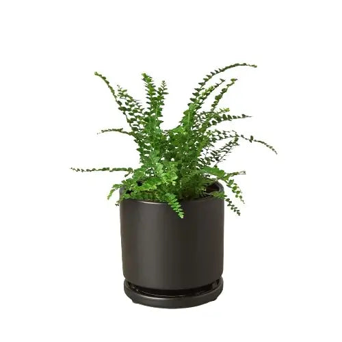 Fern Plant - ’Lemon Button’ - House Plant Shop