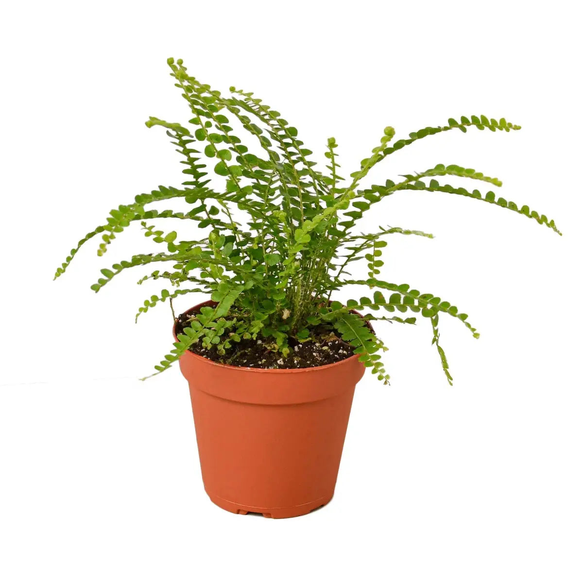 Fern Plant - ’Lemon Button’ - House Plant Shop