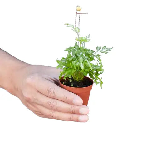 Fern Plant - ’Silver Lace’ - House Plant Shop
