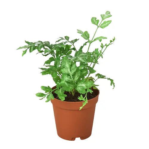 Fern Plant - ’Silver Lace’ - House Plant Shop
