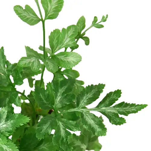 Fern Plant - ’Silver Lace’ - 4’’ Pot - House Plant Shop