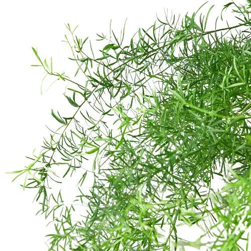 Fern Plant - ’Sprengeri’ - House Plant Shop