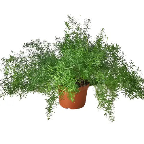 Fern Plant - ’Sprengeri’ - House Plant Shop