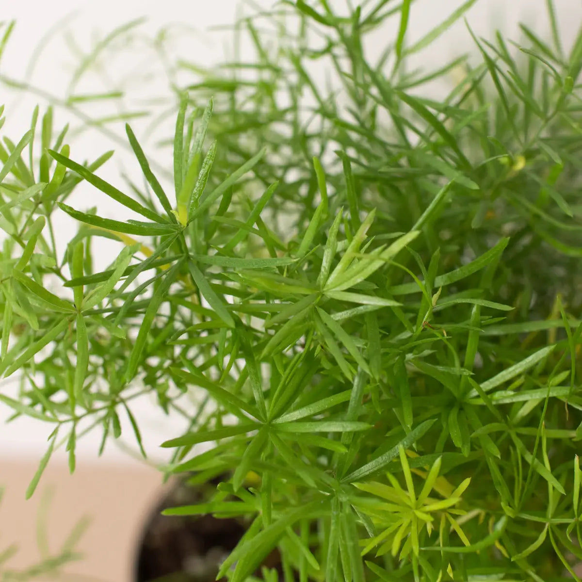 Fern Plant - ’Sprengeri’ - 4’’ Pot - House Plant Shop