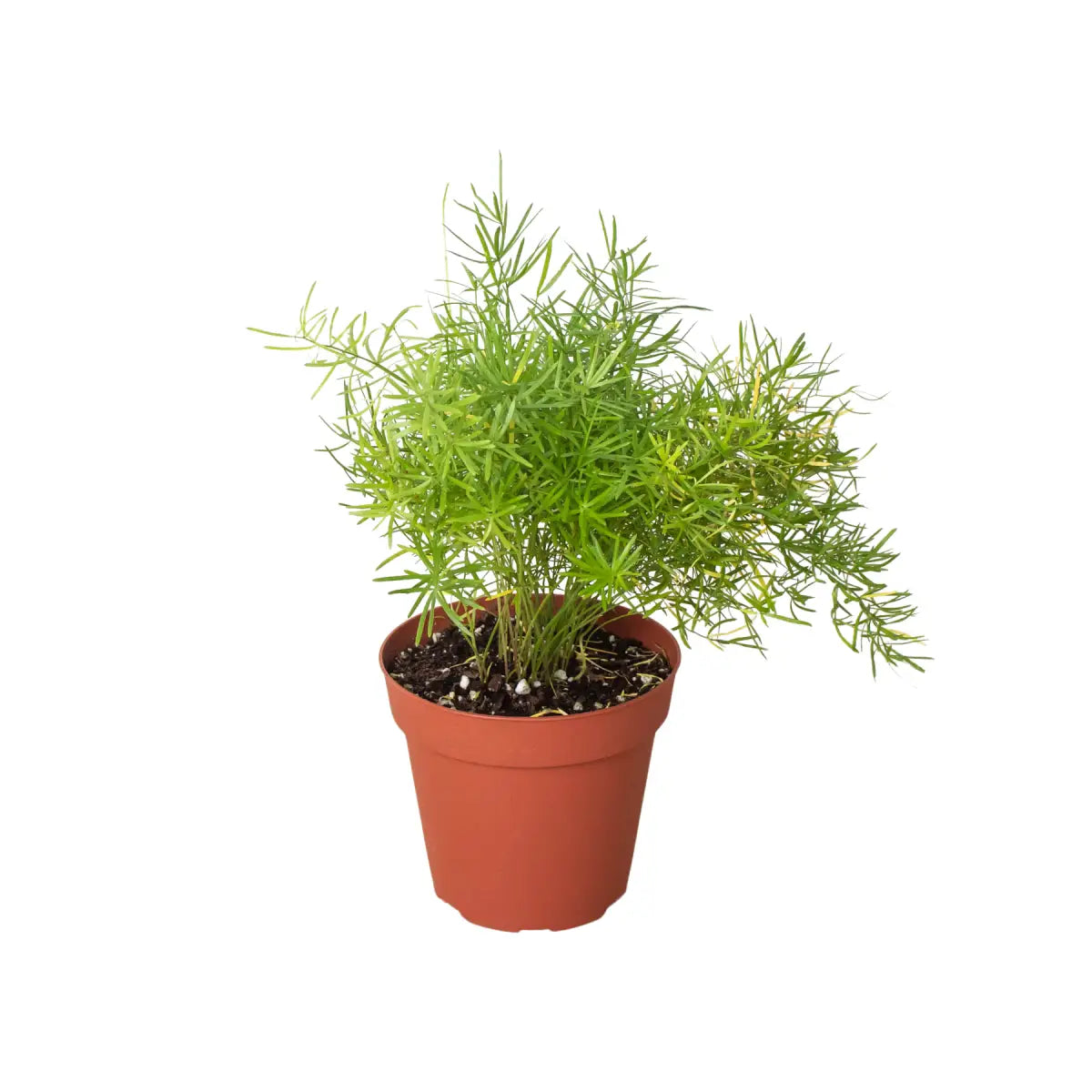 Fern Plant - ’Sprengeri’ - House Plant Shop