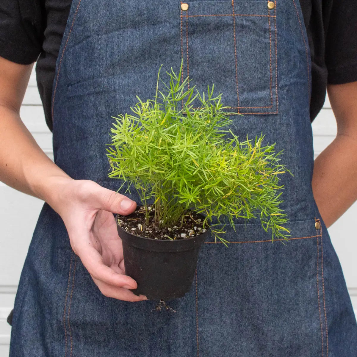 Fern Plant - ’Sprengeri’ - House Plant Shop