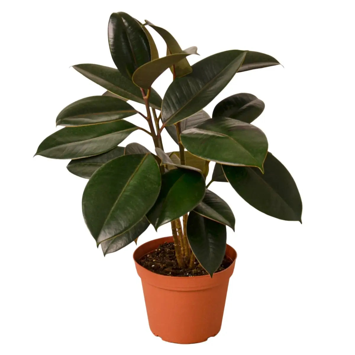 Ficus Plant - Elastica ’Burgundy’ - House Plant Shop