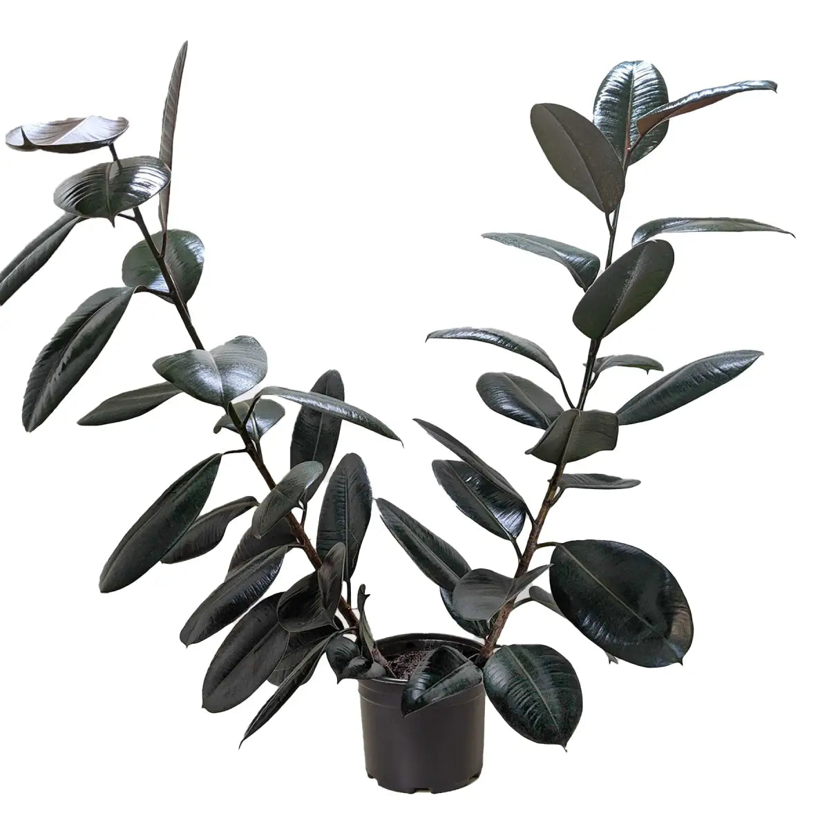 Ficus Plant - Elastica ’Burgundy’ - House Plant Shop