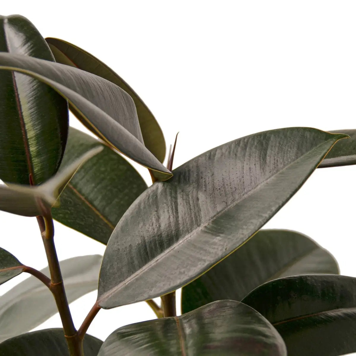 Ficus Plant - Elastica ’Burgundy’ - 3’’ Pot - House Plant Shop