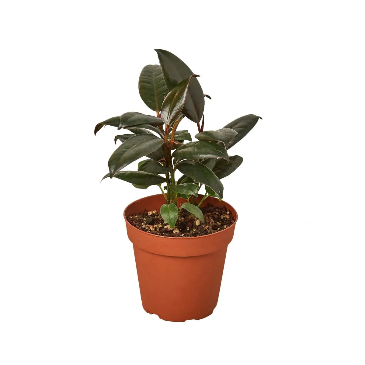 Ficus Plant - Elastica ’Burgundy’ - House Plant Shop